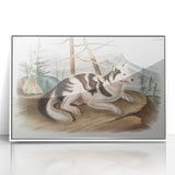 Romanticism Art: Hare Indian Dog by Audubon - Wildlife Canvas Print