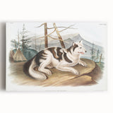 Romanticism Art: Hare Indian Dog by Audubon - Wildlife Canvas Print