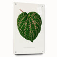Romanticism Art: Cissus Porphyrophyllus Leaf - Botanical Canvas Print