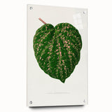 Romanticism Art: Cissus Porphyrophyllus Leaf - Botanical Canvas Print