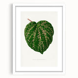 Romanticism Art: Cissus Porphyrophyllus Leaf - Botanical Canvas Print