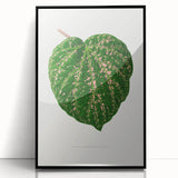 Romanticism Art: Cissus Porphyrophyllus Leaf - Botanical Canvas Print