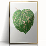 Romanticism Art: Cissus Porphyrophyllus Leaf - Botanical Canvas Print