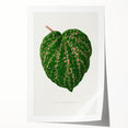 Romanticism Art: Cissus Porphyrophyllus Leaf - Botanical Canvas Print
