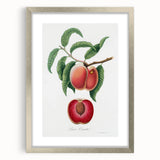 Romanticism Art: Carrot Peach by Gallesio - Botanical Canvas Print