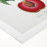 Romanticism Art: Carrot Peach by Gallesio - Botanical Canvas Print