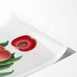 Romanticism Art: Carrot Peach by Gallesio - Botanical Canvas Print