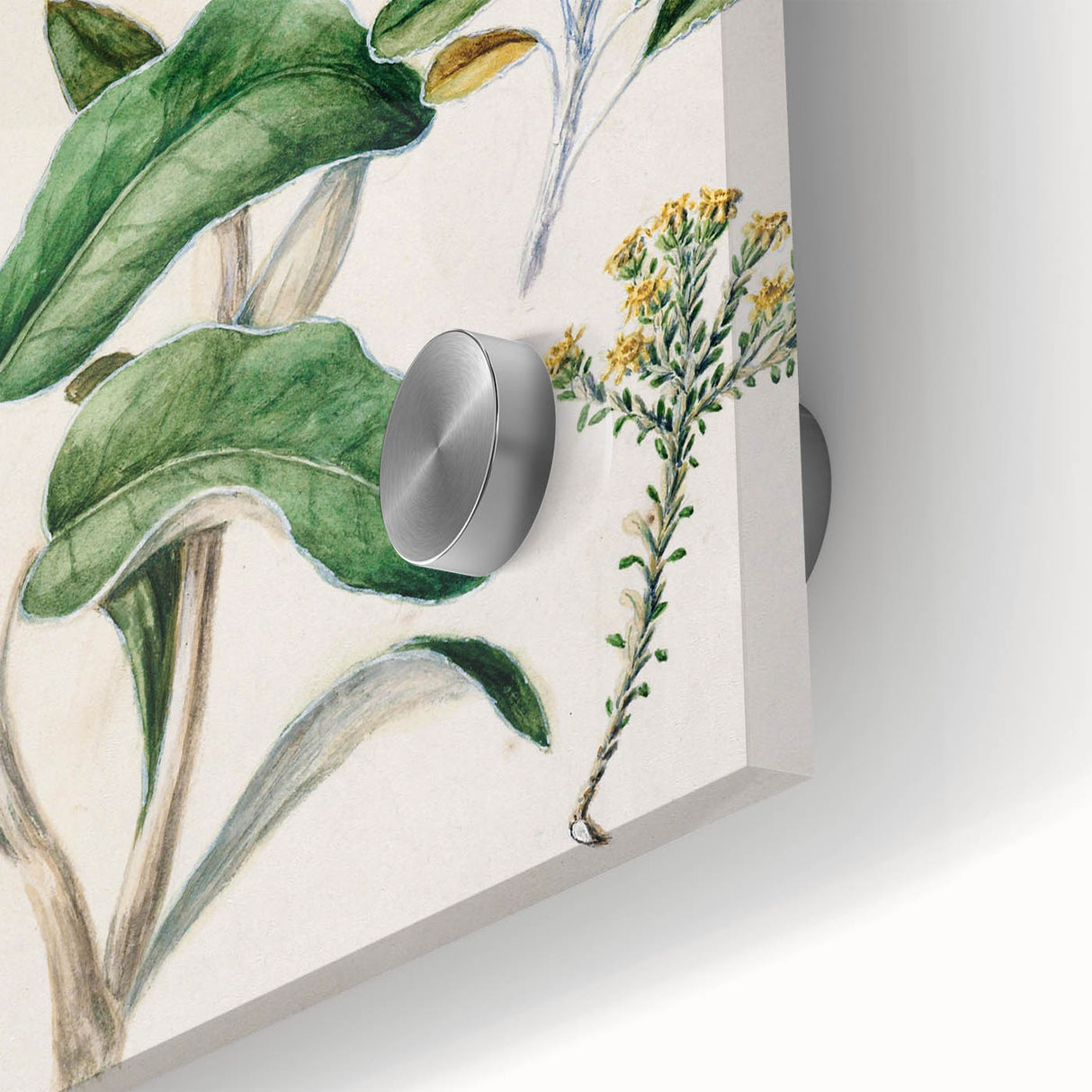 Fine Art Realism: Antique Daisy Botanical Illustration Wall Art Canvas
