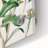 Fine Art Realism: Antique Daisy Botanical Illustration Wall Art Canvas