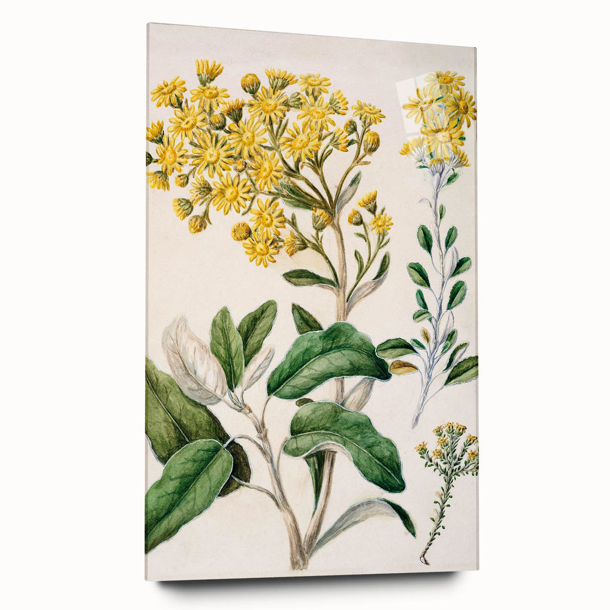 Fine Art Realism: Antique Daisy Botanical Illustration Wall Art Canvas