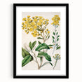 Fine Art Realism: Antique Daisy Botanical Illustration Wall Art Canvas