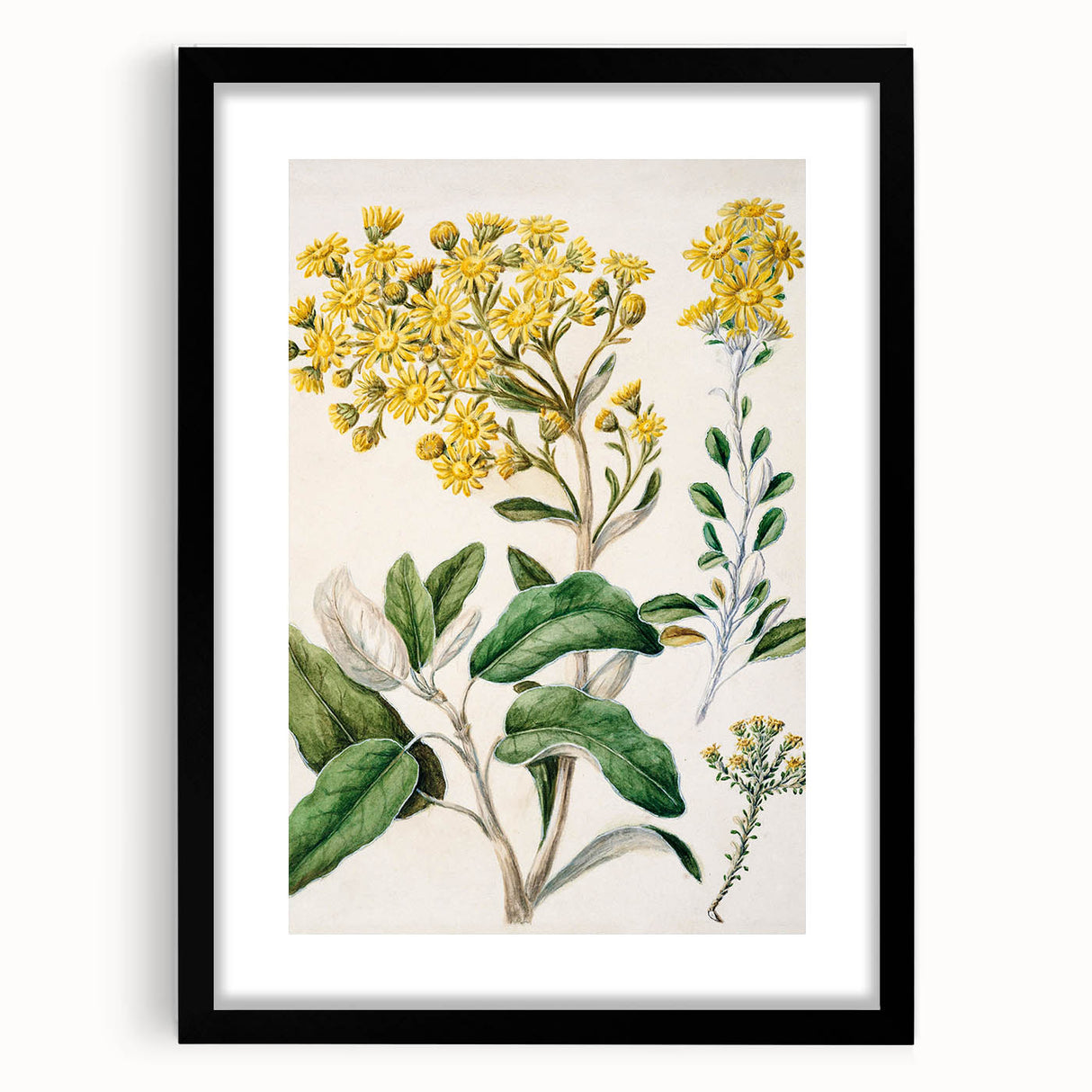 Fine Art Realism: Antique Daisy Botanical Illustration Wall Art Canvas