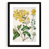Fine Art Realism: Antique Daisy Botanical Illustration Wall Art Canvas