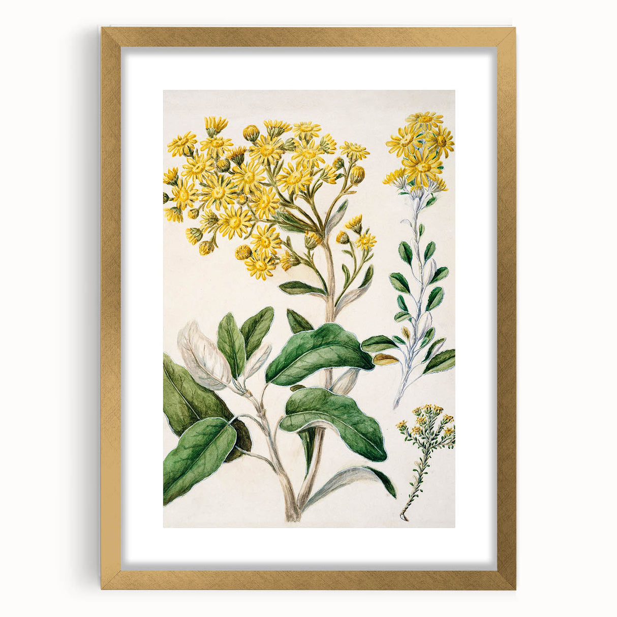 Fine Art Realism: Antique Daisy Botanical Illustration Wall Art Canvas