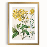 Fine Art Realism: Antique Daisy Botanical Illustration Wall Art Canvas