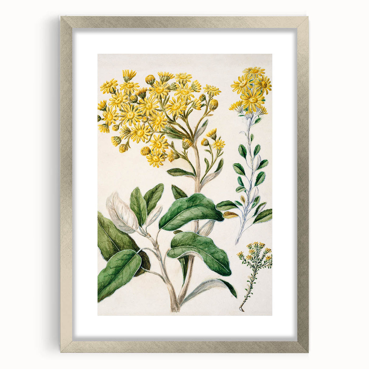 Fine Art Realism: Antique Daisy Botanical Illustration Wall Art Canvas