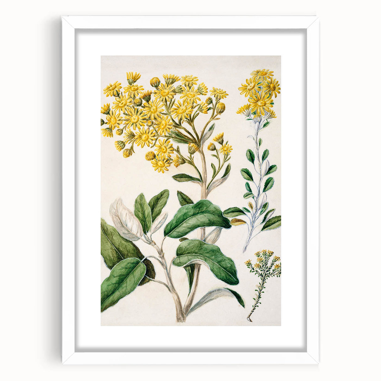 Fine Art Realism: Antique Daisy Botanical Illustration Wall Art Canvas