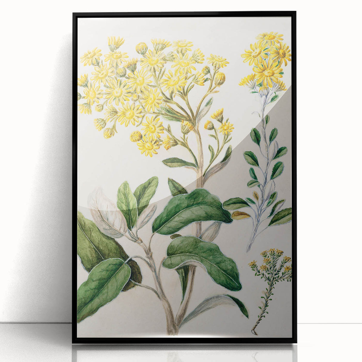 Fine Art Realism: Antique Daisy Botanical Illustration Wall Art Canvas