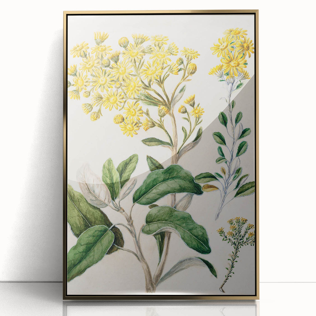 Fine Art Realism: Antique Daisy Botanical Illustration Wall Art Canvas
