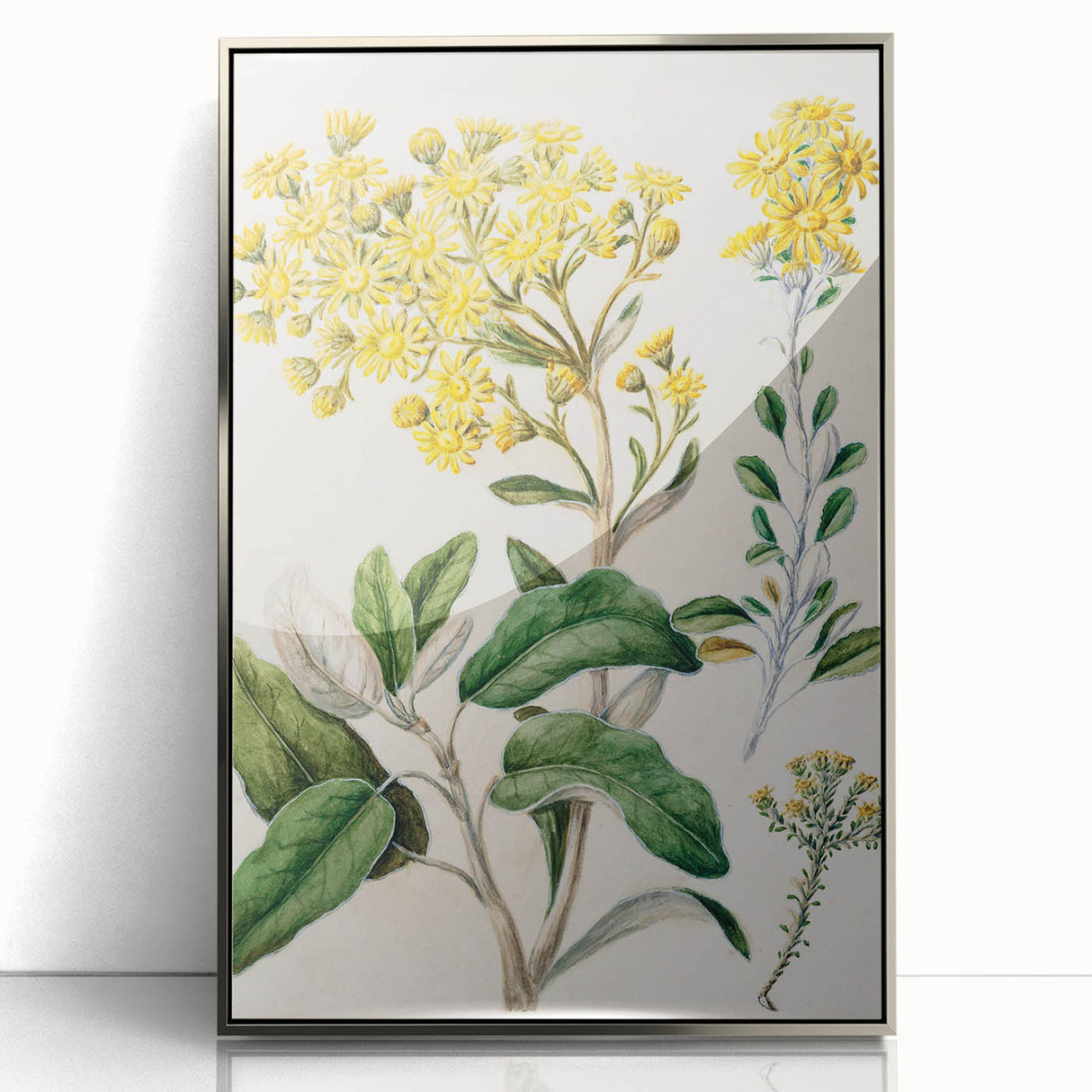 Fine Art Realism: Antique Daisy Botanical Illustration Wall Art Canvas