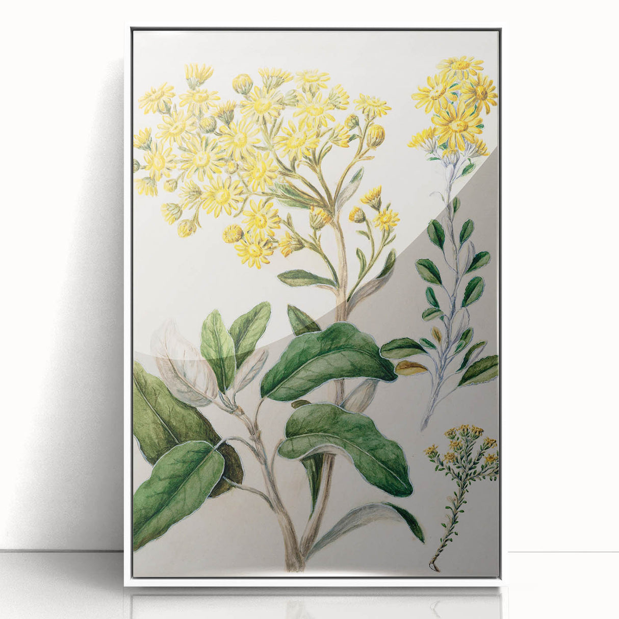 Fine Art Realism: Antique Daisy Botanical Illustration Wall Art Canvas