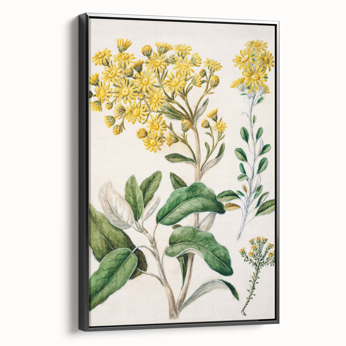 Fine Art Realism: Antique Daisy Botanical Illustration Wall Art Canvas
