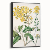 Fine Art Realism: Antique Daisy Botanical Illustration Wall Art Canvas