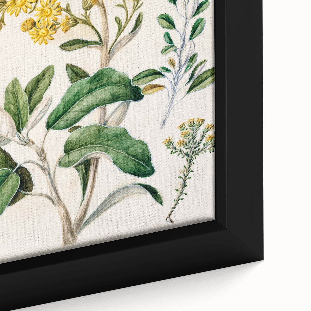 Fine Art Realism: Antique Daisy Botanical Illustration Wall Art Canvas