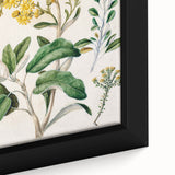 Fine Art Realism: Antique Daisy Botanical Illustration Wall Art Canvas