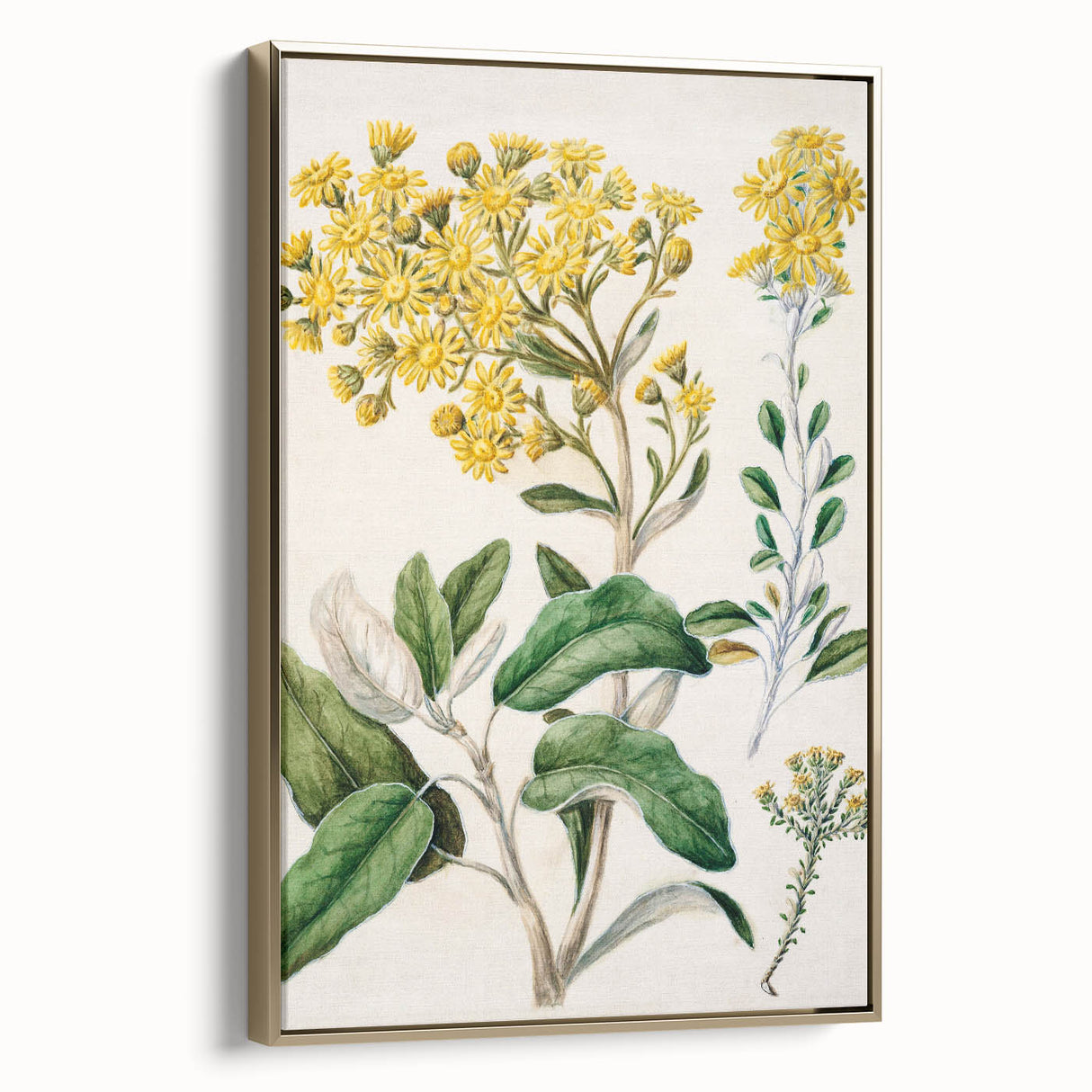 Fine Art Realism: Antique Daisy Botanical Illustration Wall Art Canvas