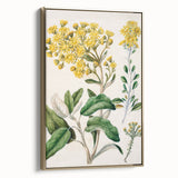 Fine Art Realism: Antique Daisy Botanical Illustration Wall Art Canvas