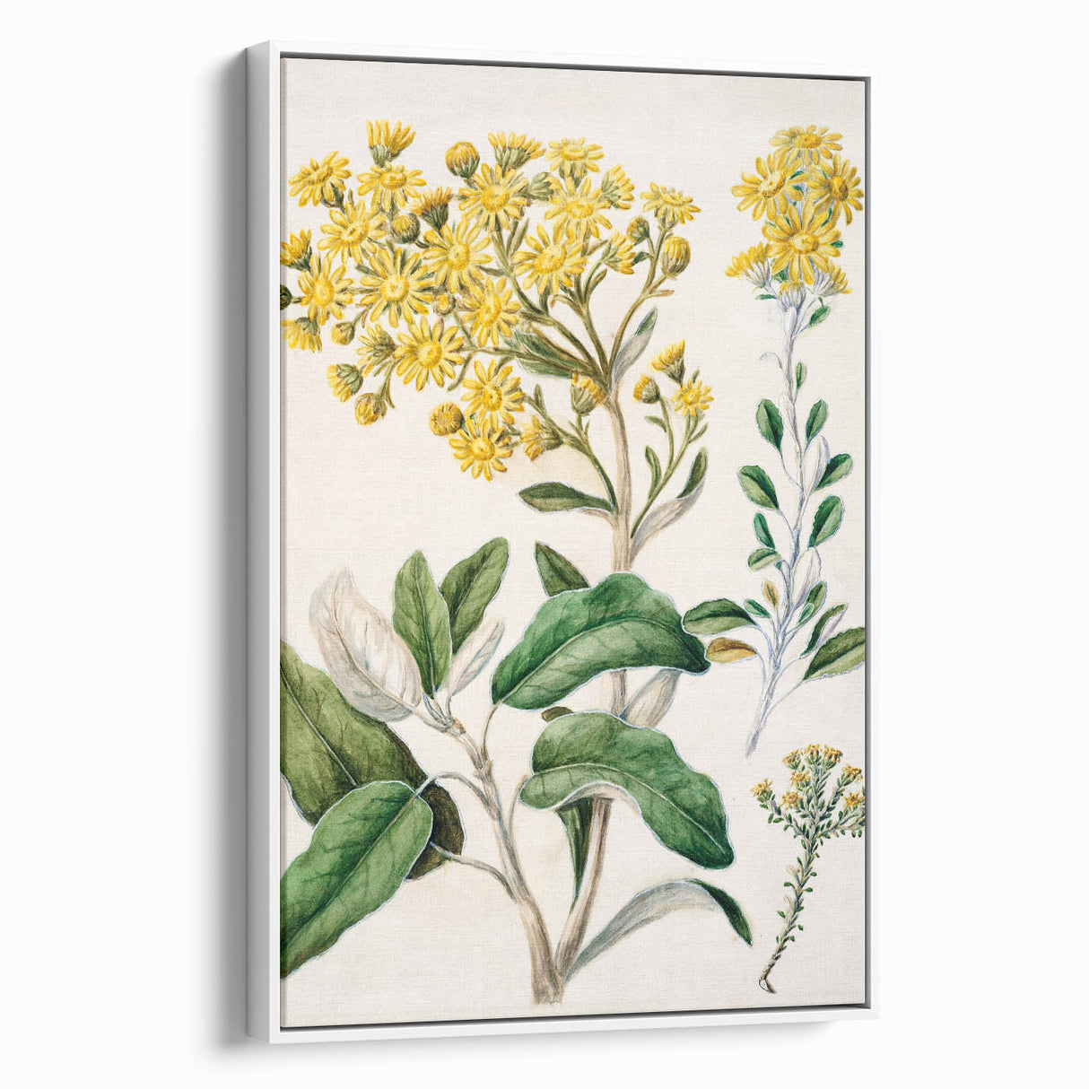 Fine Art Realism: Antique Daisy Botanical Illustration Wall Art Canvas