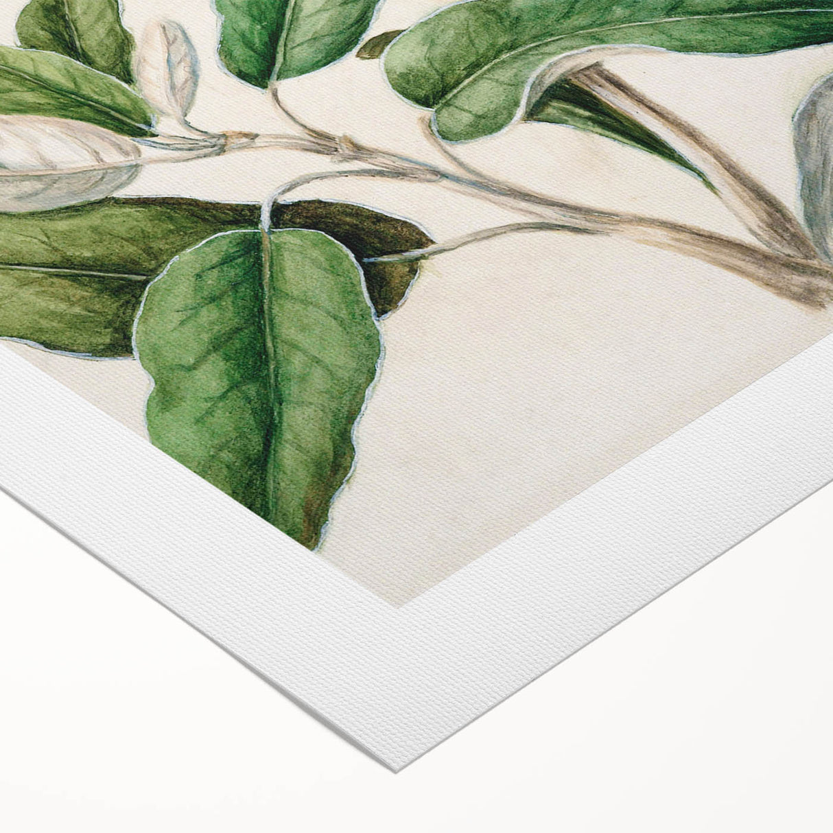 Fine Art Realism: Antique Daisy Botanical Illustration Wall Art Canvas