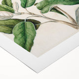 Fine Art Realism: Antique Daisy Botanical Illustration Wall Art Canvas