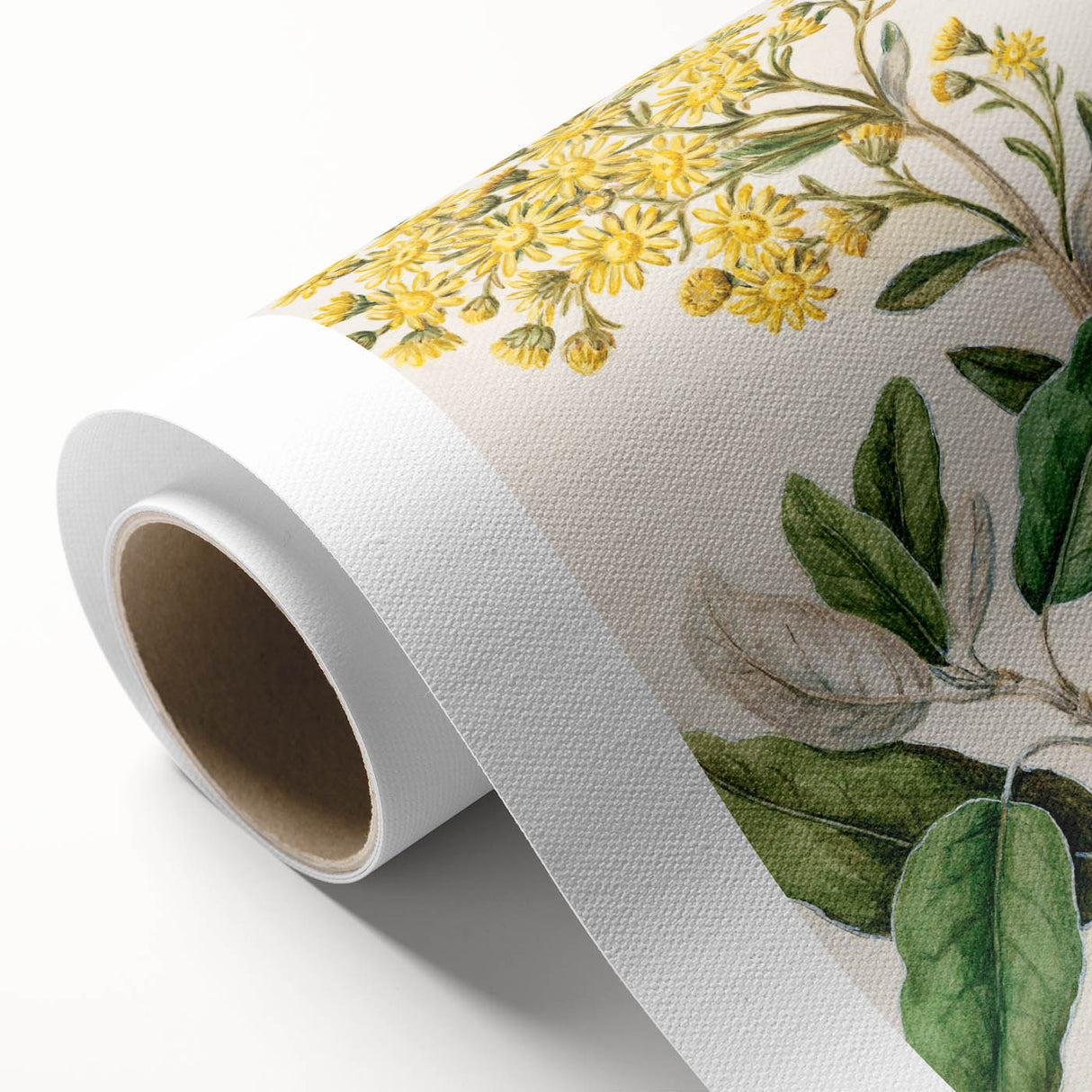 Fine Art Realism: Antique Daisy Botanical Illustration Wall Art Canvas