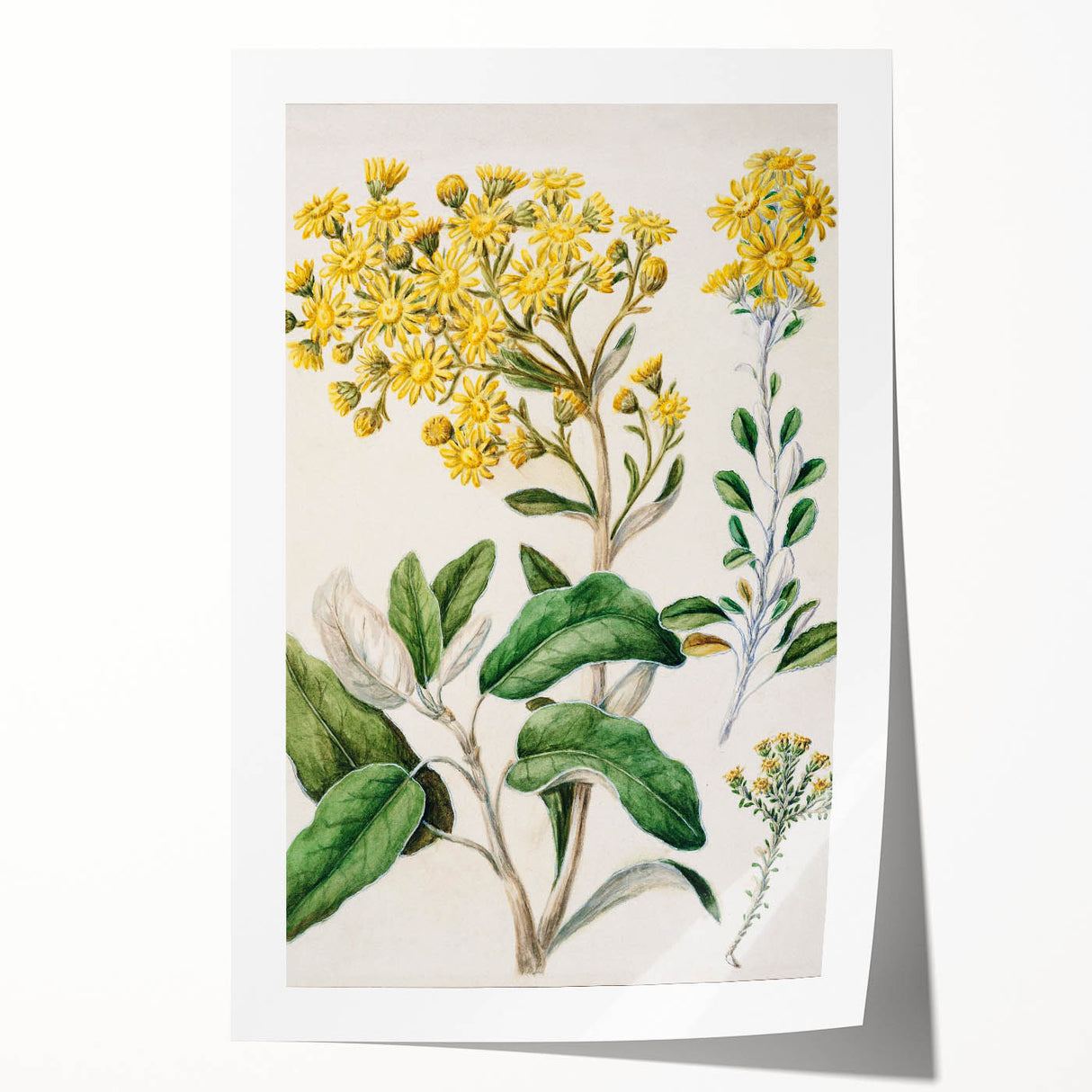 Fine Art Realism: Antique Daisy Botanical Illustration Wall Art Canvas