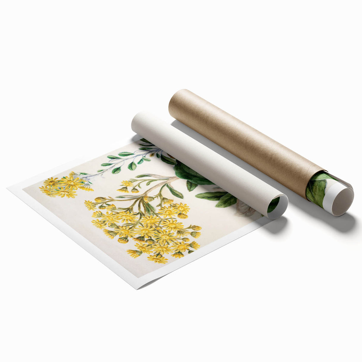 Fine Art Realism: Antique Daisy Botanical Illustration Wall Art Canvas