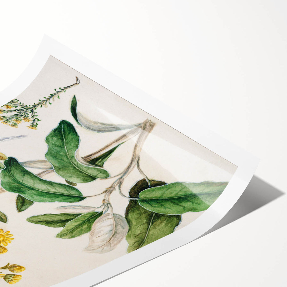 Fine Art Realism: Antique Daisy Botanical Illustration Wall Art Canvas