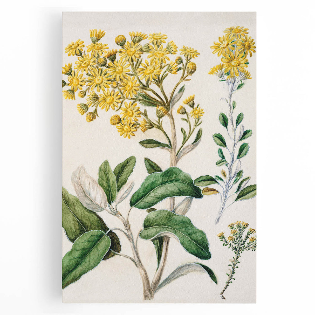 Fine Art Realism: Antique Daisy Botanical Illustration Wall Art Canvas
