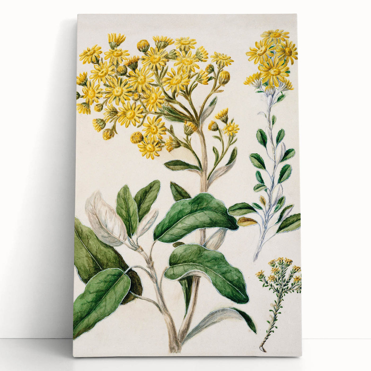 Fine Art Realism: Antique Daisy Botanical Illustration Wall Art Canvas