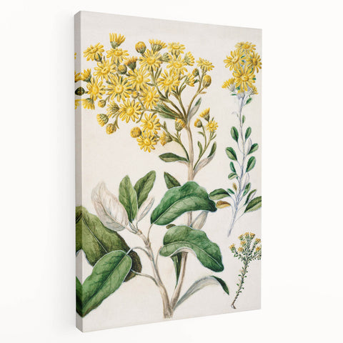Fine Art Realism: Antique Daisy Botanical Illustration Wall Art Canvas