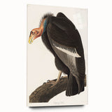 Romanticism Art: Californian Vulture by Audubon - Wildlife Canvas Print