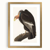 Romanticism Art: Californian Vulture by Audubon - Wildlife Canvas Print