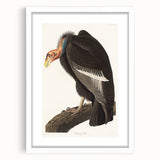 Romanticism Art: Californian Vulture by Audubon - Wildlife Canvas Print