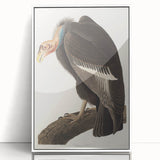 Romanticism Art: Californian Vulture by Audubon - Wildlife Canvas Print