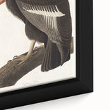 Romanticism Art: Californian Vulture by Audubon - Wildlife Canvas Print