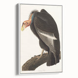 Romanticism Art: Californian Vulture by Audubon - Wildlife Canvas Print