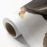 Romanticism Art: Californian Vulture by Audubon - Wildlife Canvas Print