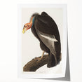 Romanticism Art: Californian Vulture by Audubon - Wildlife Canvas Print