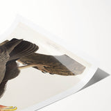 Romanticism Art: Californian Vulture by Audubon - Wildlife Canvas Print